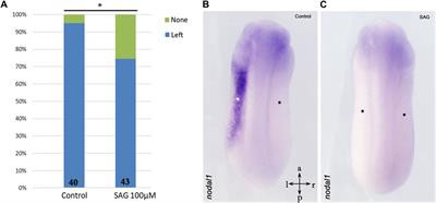 Nodal asymmetry and hedgehog signaling during vertebrate left–right symmetry breaking